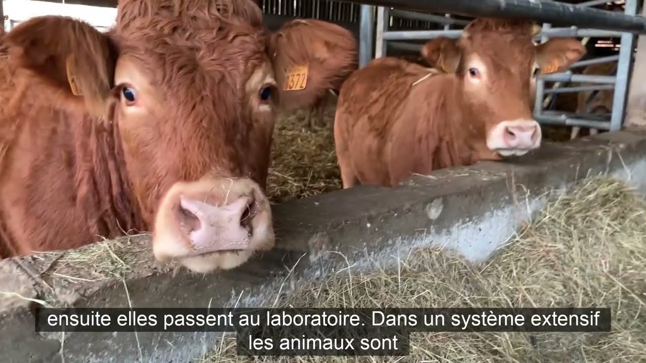 « J'ai investi dans un atelier de découpe pour compléter mon activité de vente directe »