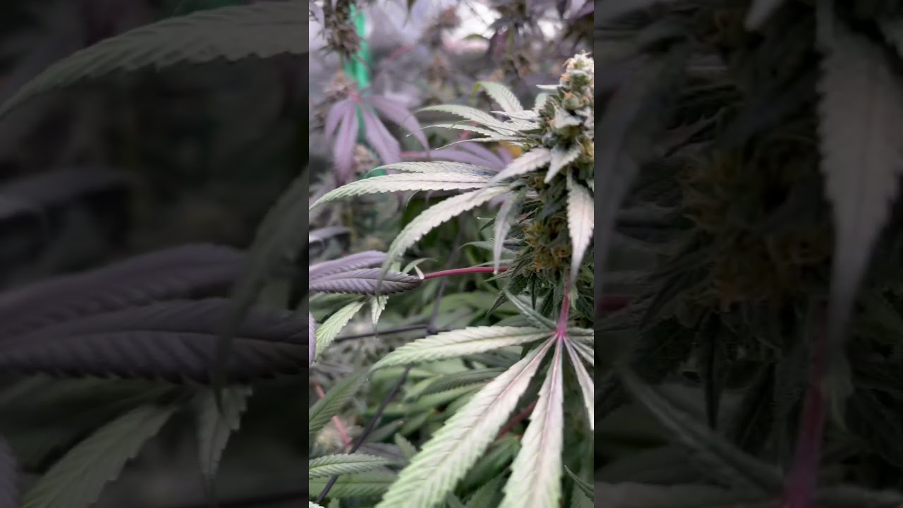 Flower week 8 Blueberry Pancakes the Humboldt seed company