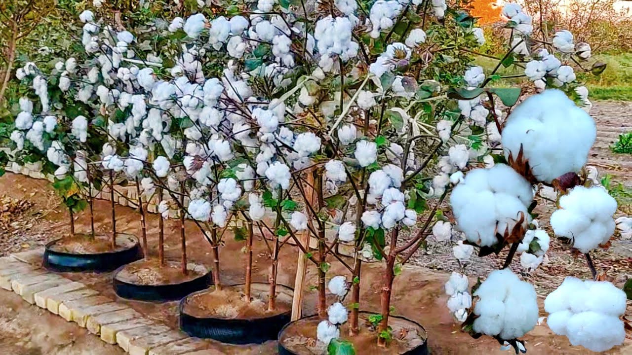 Uy sharoitida idishda paxta yetishtirish / Growing cotton in pots at home (full video)