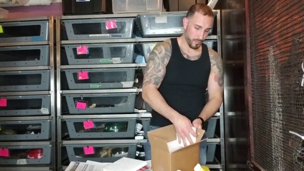 How I Ship Reptiles and How to Ship Yours