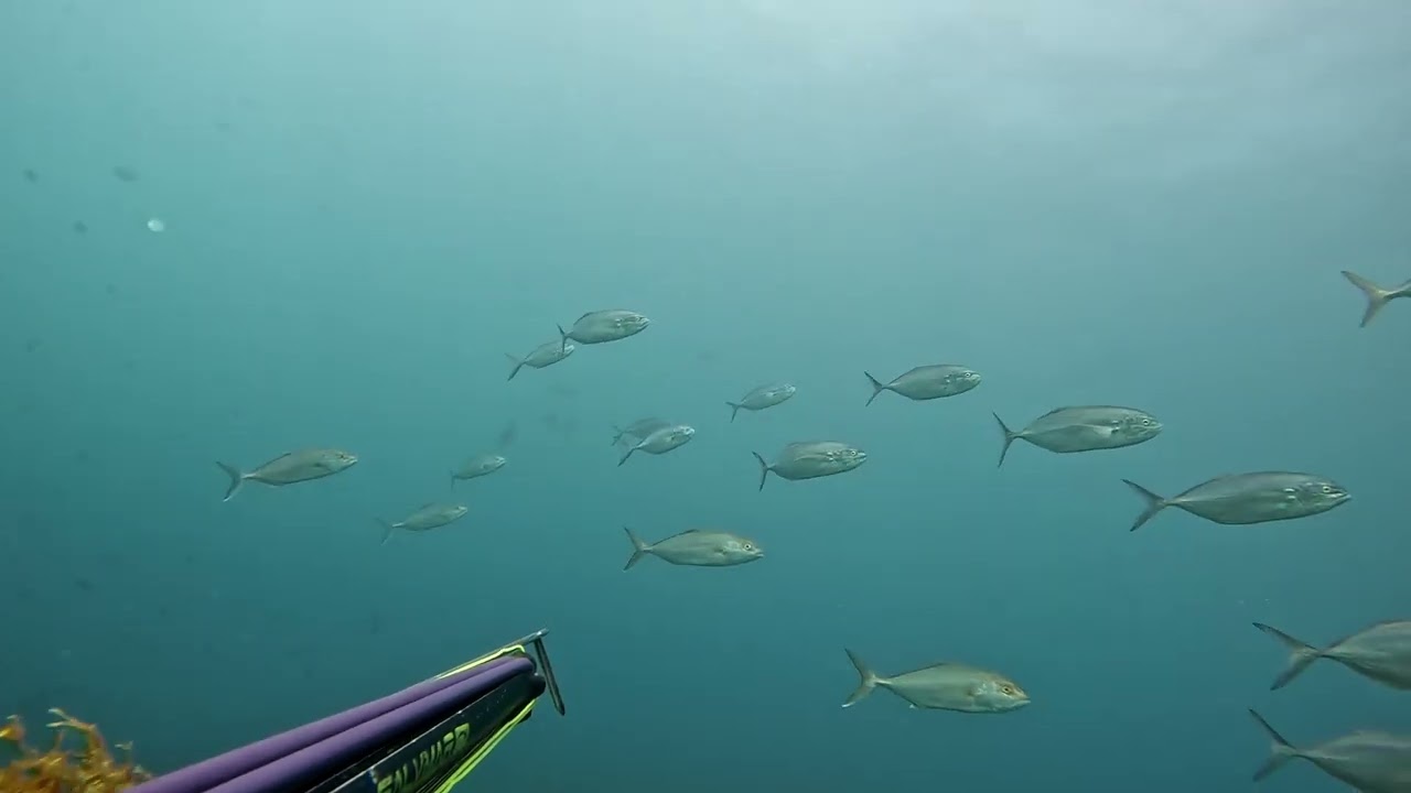 Blue Runners