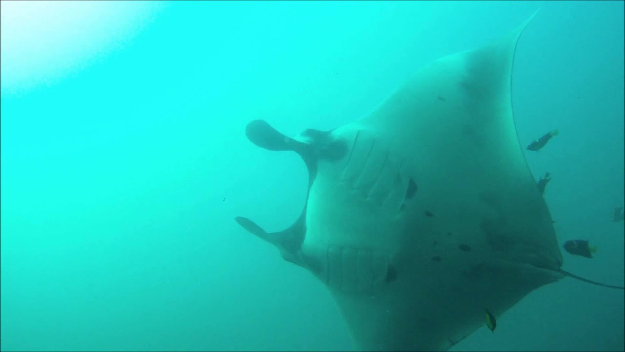 Galapagos Manta