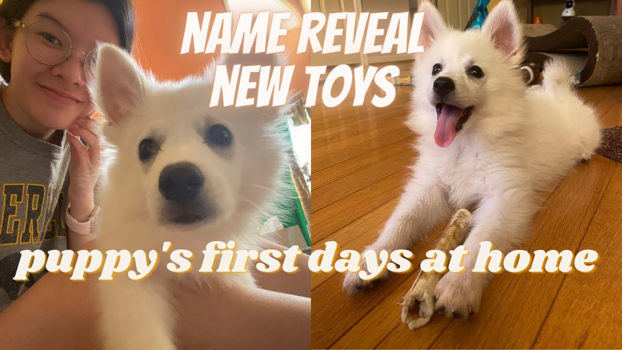 NEW PUPPY'S FIRST DAYS AT HOME: Toy Haul and Name Reveal! [9 week old American Eskimo Puppy]