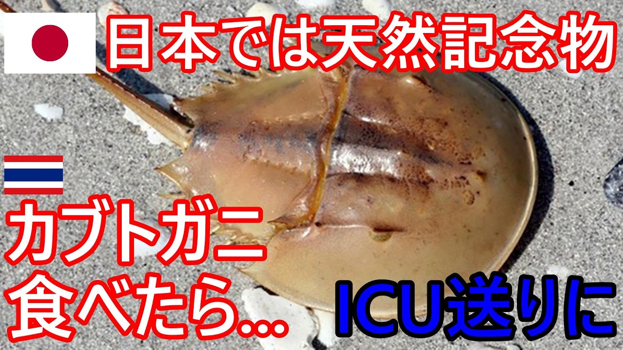 日本では天然記念物の代表格！カブトガニを食べてICU送りへ⁉一体何が...タイは夏本格化、観光の際は食中毒に注意【バンコク・バイク時事解説】【4K高画質】