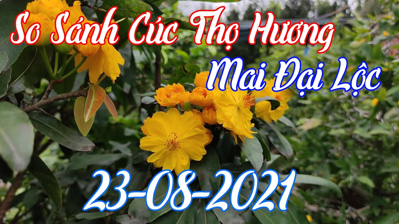 SO S&Aacute;NH MAI ĐẠI LỘC V&Agrave; C&Uacute;C THỌ HƯƠNG | CHĂM S&Oacute;C MAI V&Agrave;NG