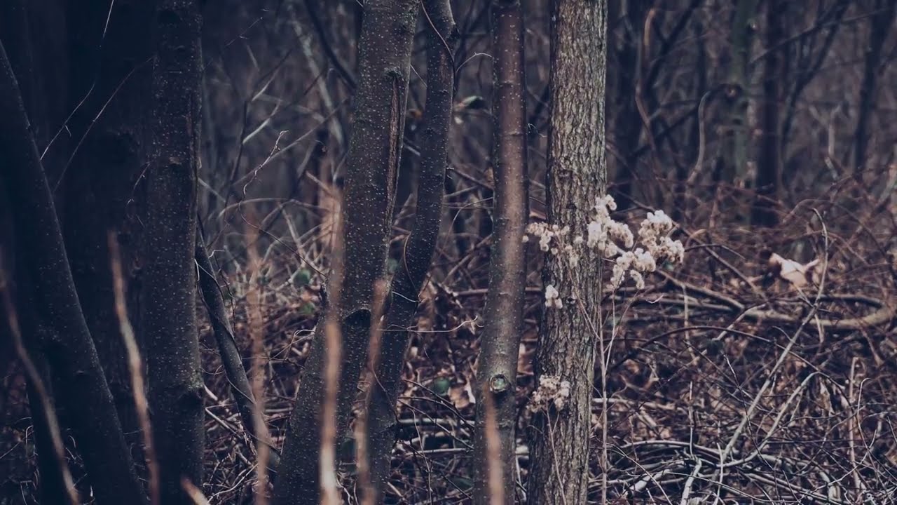 Dark Ambient Sleep Music | 1 Hour Deep Meditation & Introspective Soundscape