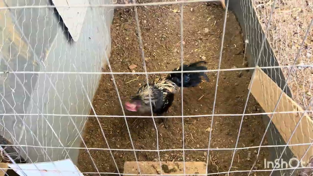 Dándole de comer a los pollitos 🐣 