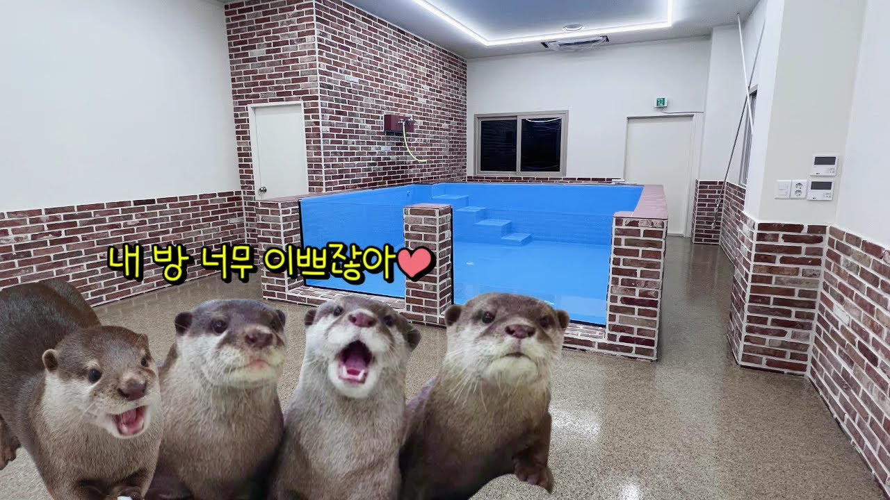 수달가족의 집이 완성됐어요! 뉴 하우스 대공개