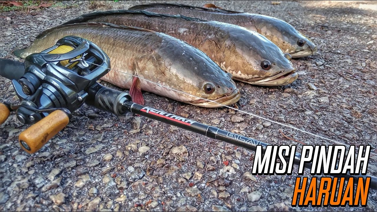 | Misi Pindah Haruan Babon | Ep. 164 | Casting Ikan Gabus @ Haruan |