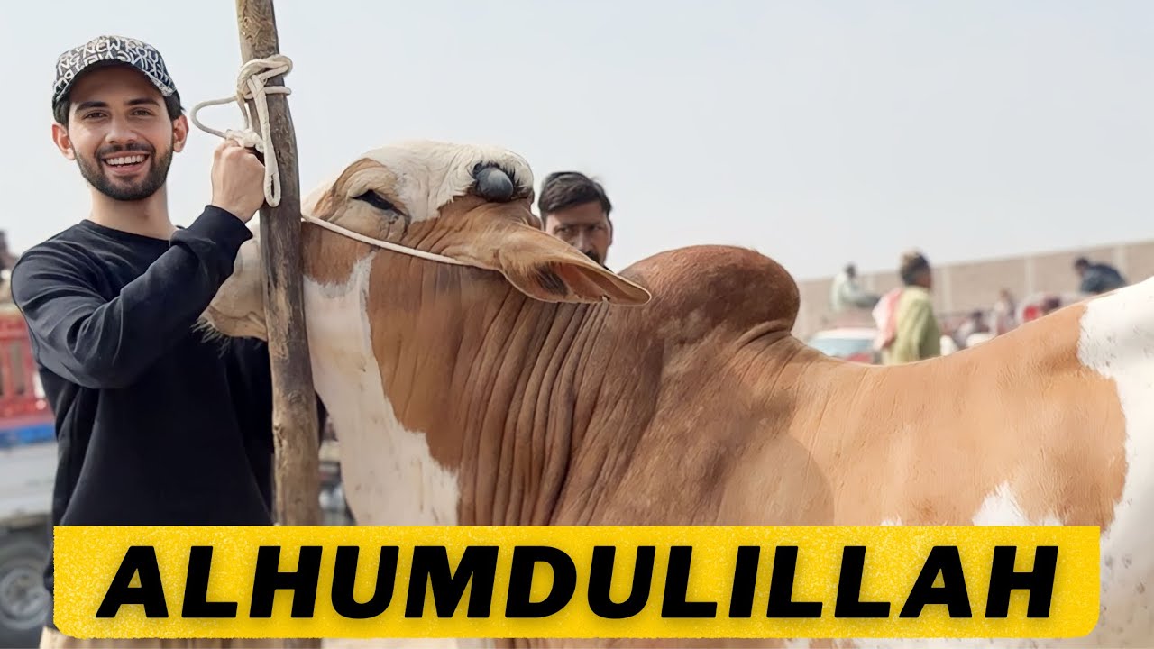 Qurbaani 2024 ki😍 is baar paalengay cow ko
