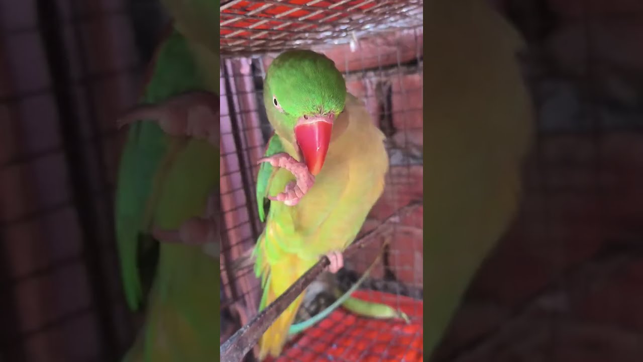 https://www.youtube.com/@Rahilaparrotlover