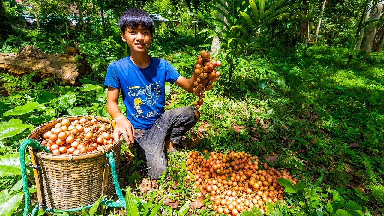 Orphan Boy Harvests Wild Baccaurea and Checks His Fish Trap