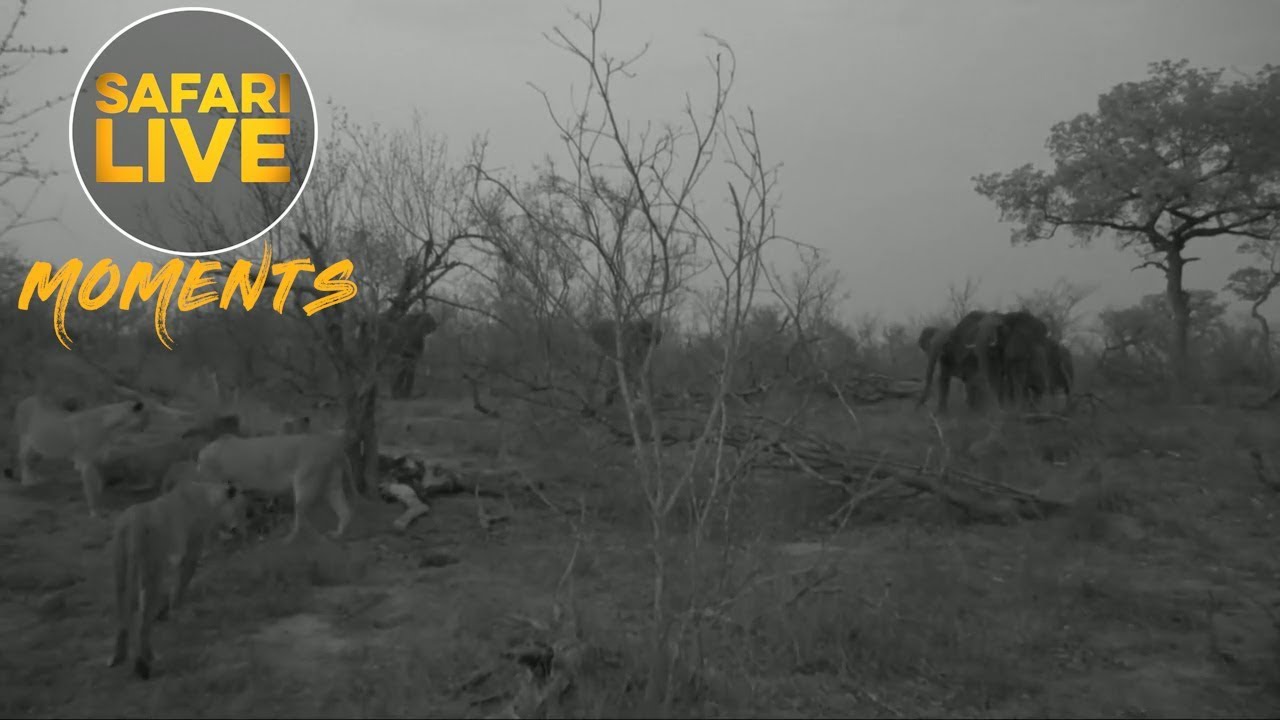 Caturday Chaos with the Nkuhuma Pride and some Angry Elephants