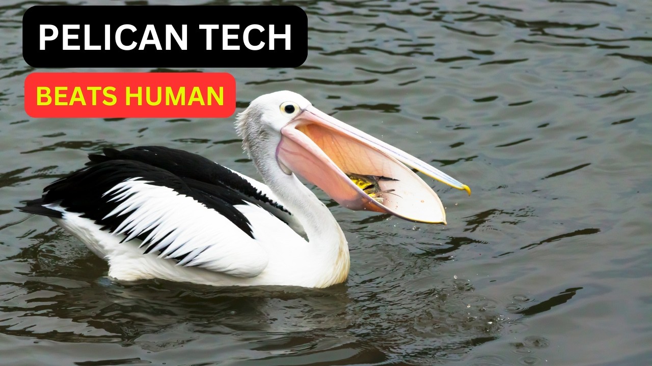 Pelican Vision, Flight & Anatomy Are More Advanced Than Modern Tech.