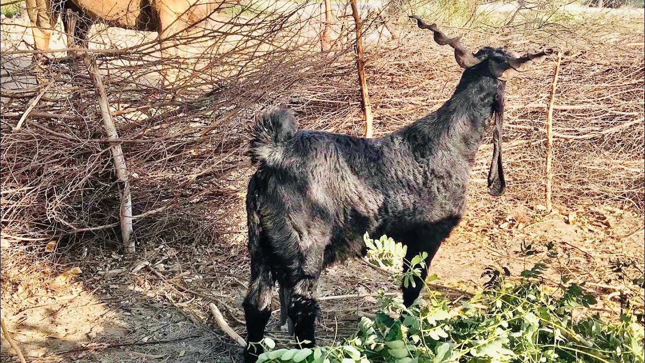 Top DDP Goats In Town | Dera Din Panah Goats Available| 5 Litre Milking Capacity