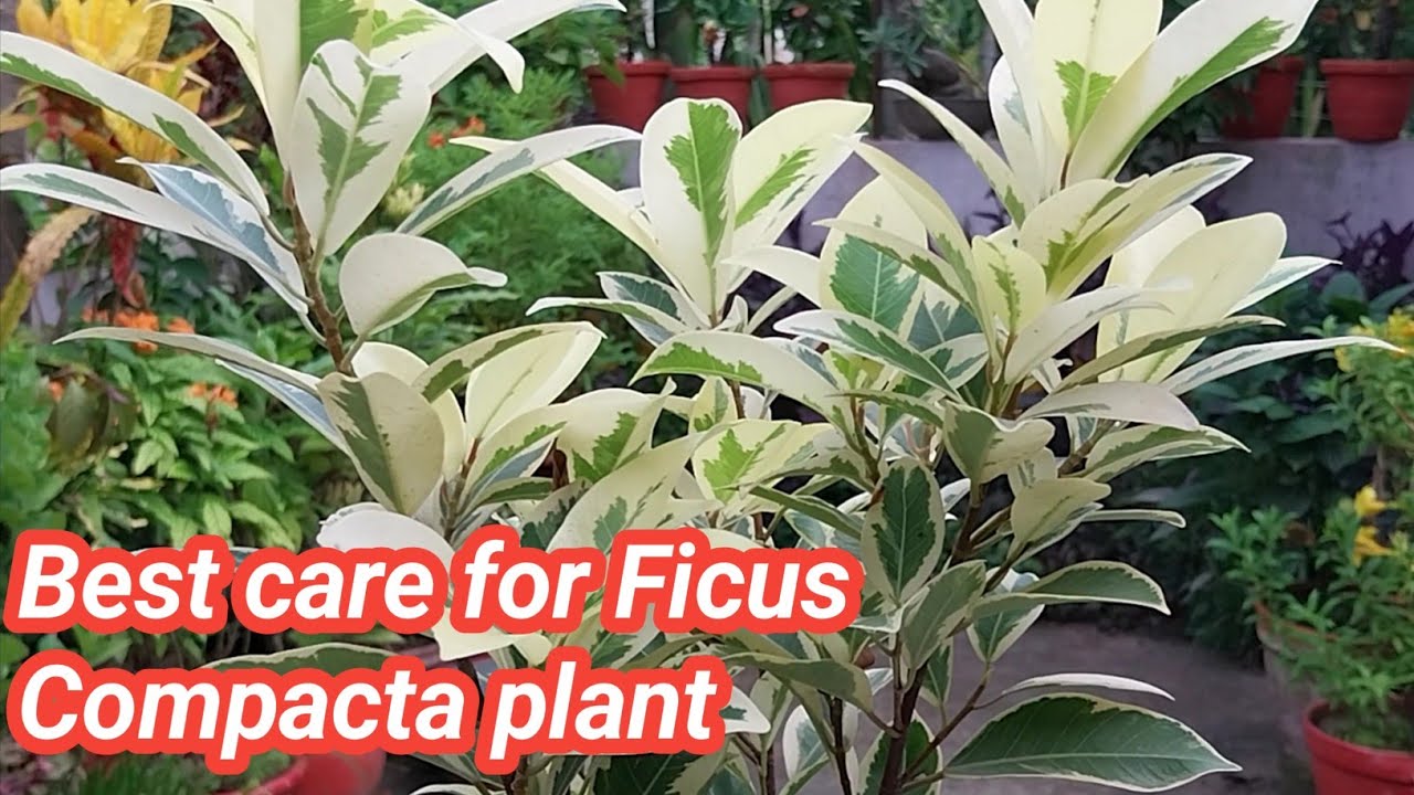 How to care for Ficus Compacta plant // Ficus plant care // Fertilizer for Ficus plant