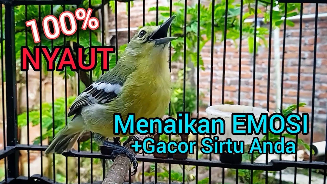Pancingan Sirtu Cipoh PALING AMPUH merangsang sirpu lain ikut emosi gacor seketika