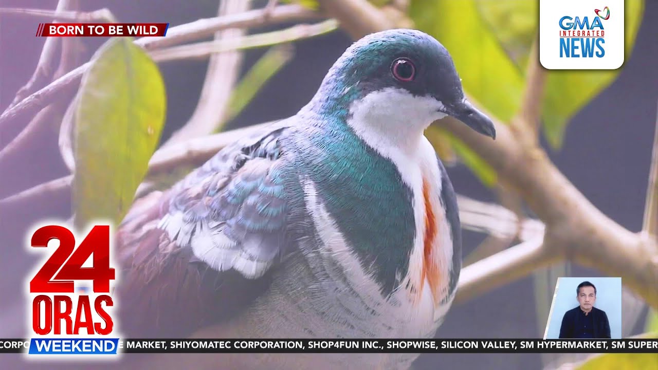 Endemic species na Negros bleeding-heart, balik-Pinas mula Singapore matapos... | 24 Oras Weekend