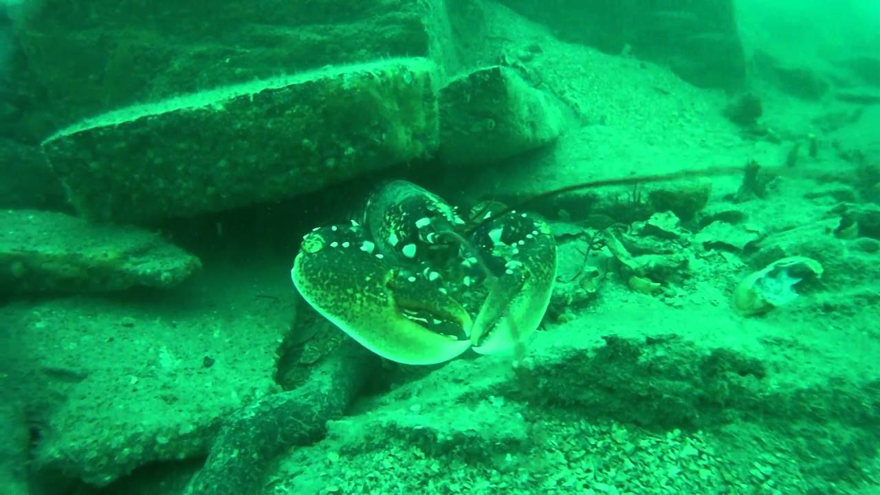 St Just Pool Dive, Carrick Roads, Falmouth
