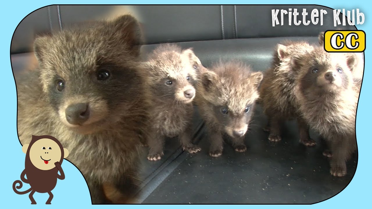 Мой муж принес девять Baby енот собак л Kritter Klub