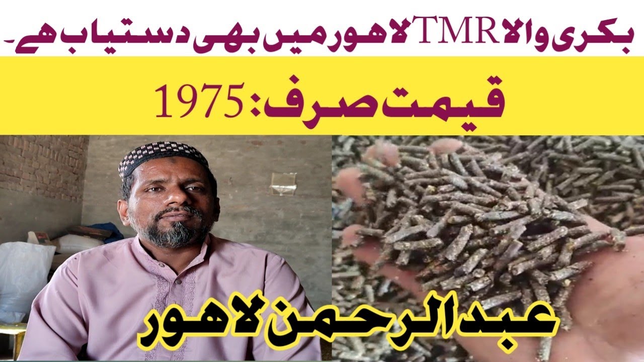 bakri Wala TMR Lahore main available hai | best tmr in Pakistan | bakri wala