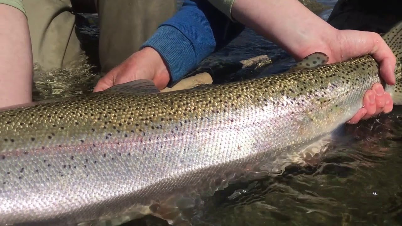 Squamish River Steelhead Released