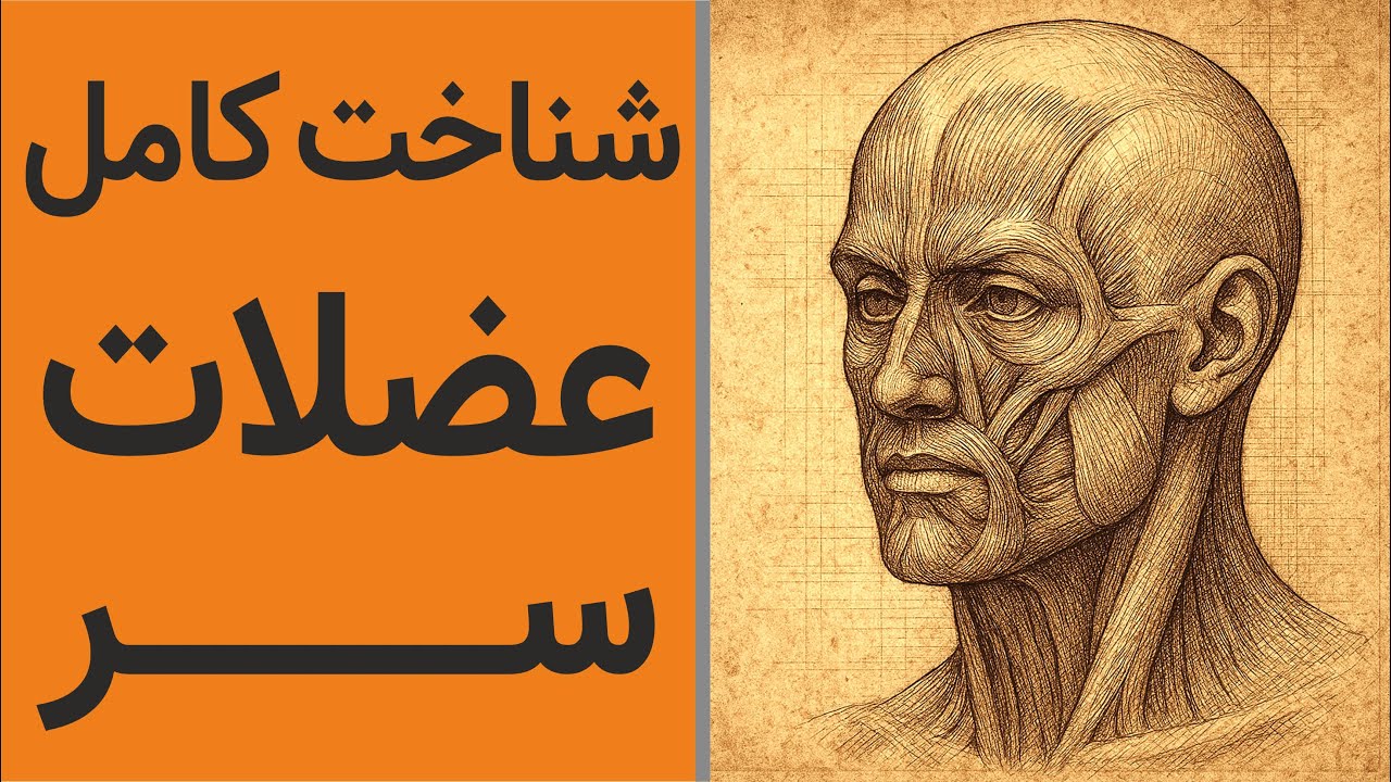 Day 15 : Understanding the muscles of the head / شناخت عضلات سر