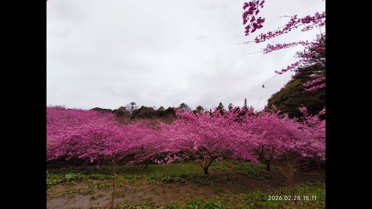福壽山 千櫻園