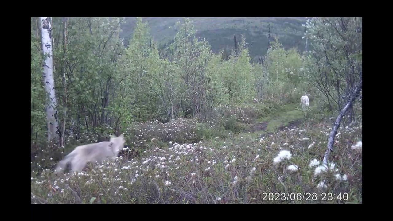 WOLF Compilation Video