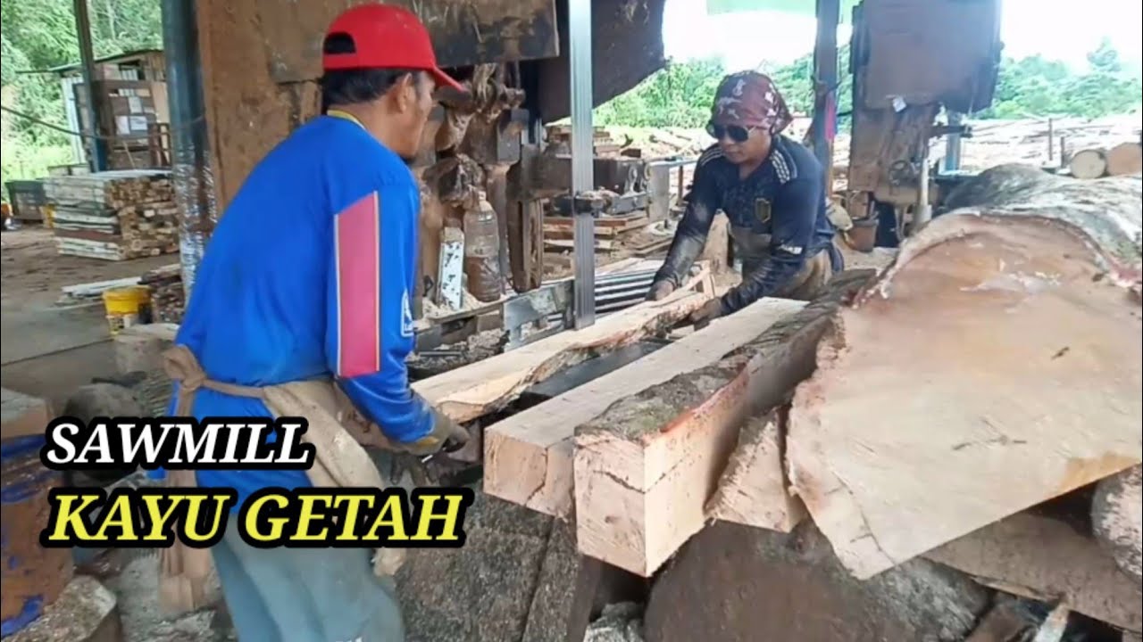 PENGGERGAJIAN KAYU GETAH/KARET TERBESAR..!!