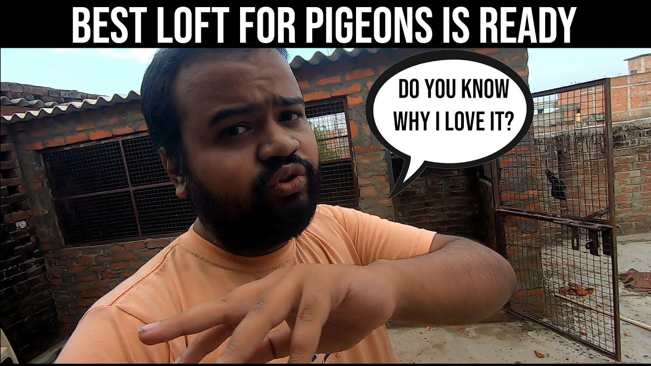 My New Pigeons Setup For High Flyers Vlog - Best Loft For Kabootar Beginners In India |Kabutar Darba