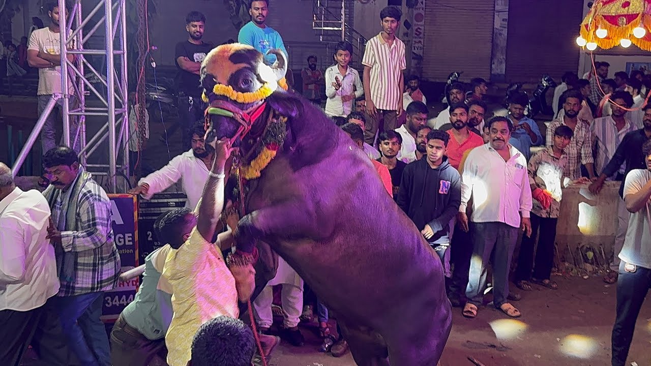 Saidabad Yadav Sadar Celebration 2025 | Hyderabad Sadar Event | 🐂Bull  Event At Chenchalguda