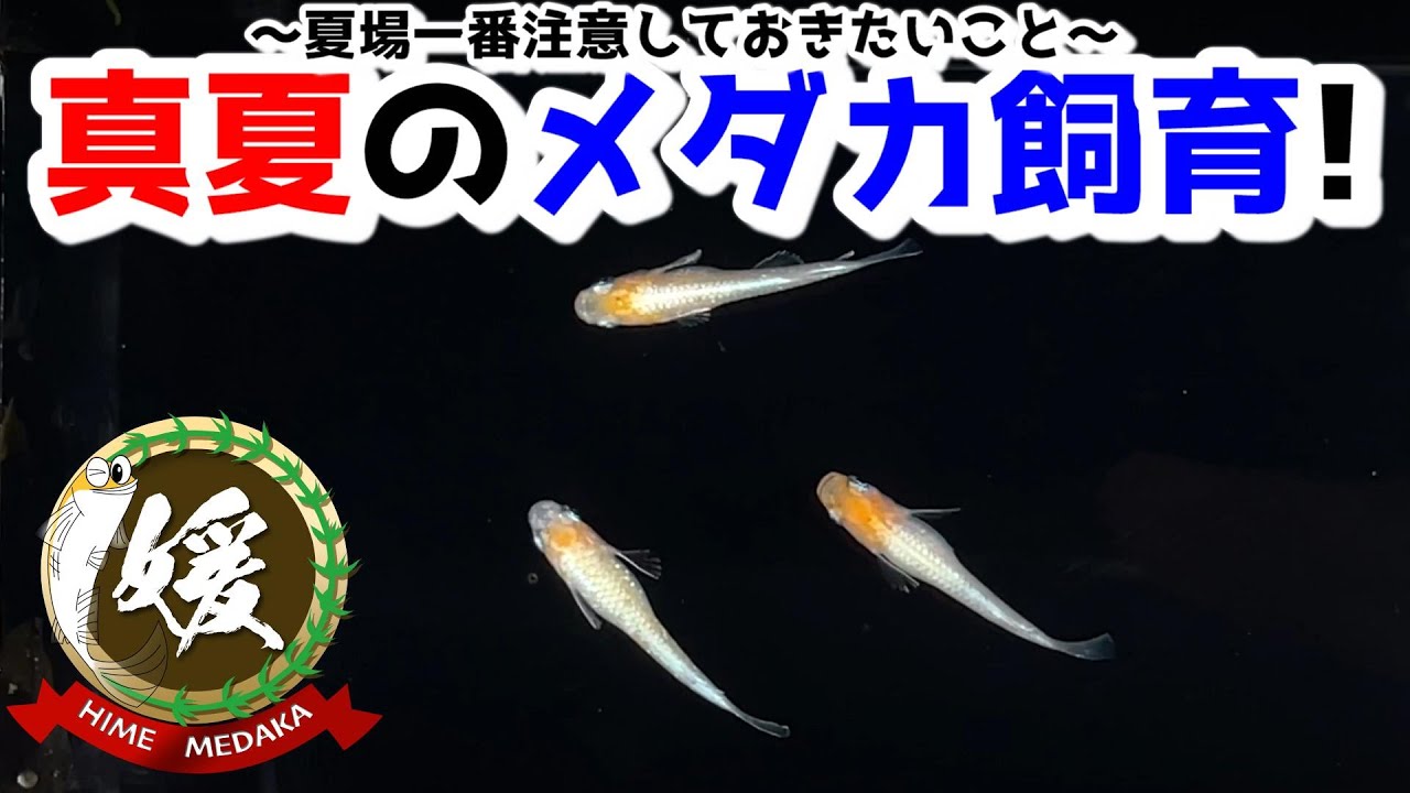 夏場のメダカ飼育で一番大切なこと【媛めだか】