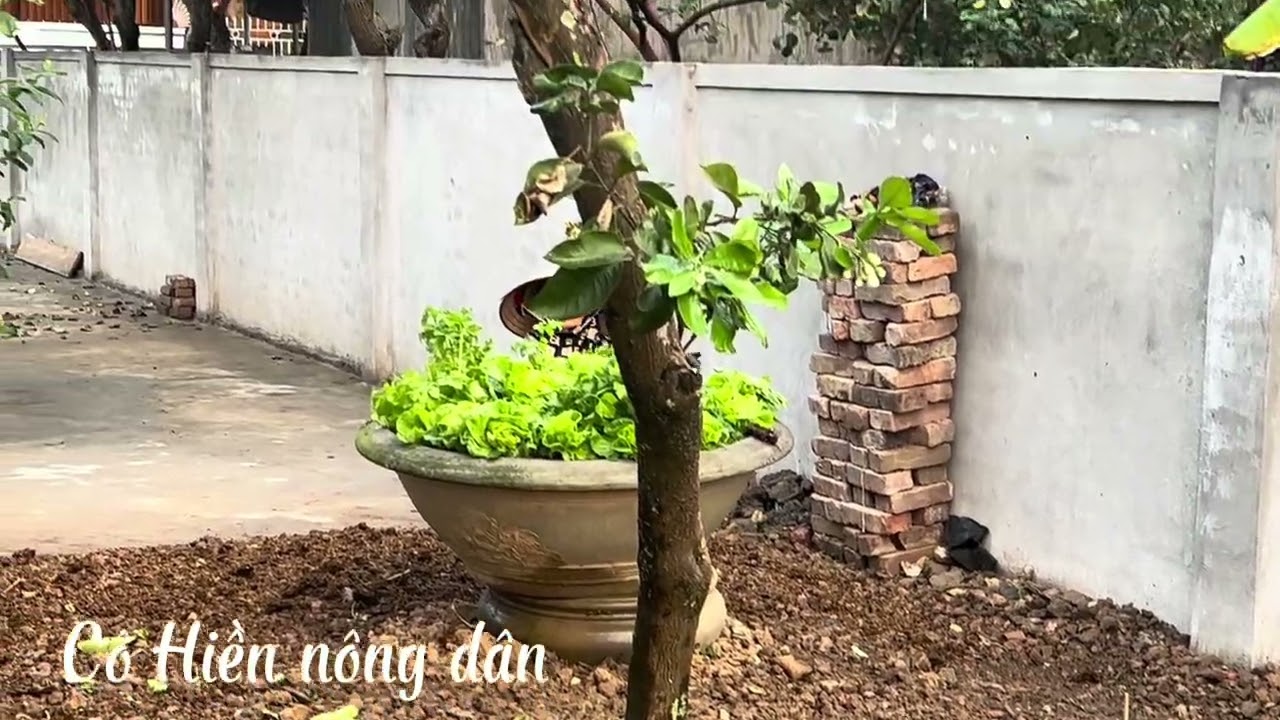 Trồng rau vụ hè/ grow summer vegetables #coutryside #gardening #vegetables #farming 