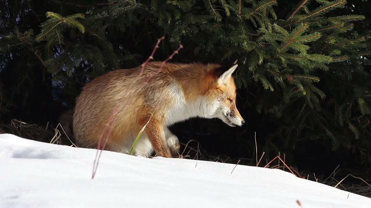 Renard roux 