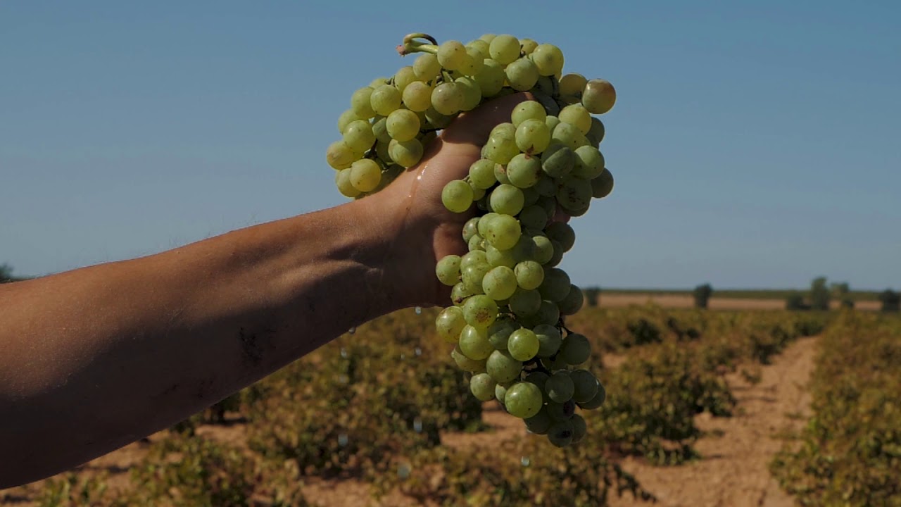 Bodegas VERUM - Video corporativo