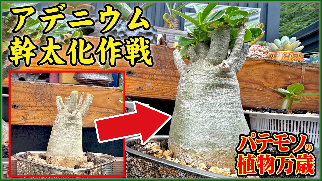 【植物万歳】アデニウム育成！剪定で幹を太らせる、そして本格的に種から育てるぞ！ #塊根植物 #コーデックス #多肉植物 #観葉植物 #植物育成