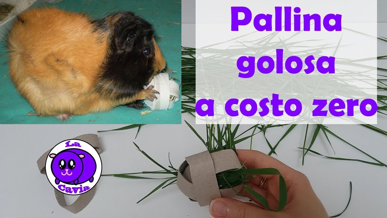 Tutorial per costruire un gioco goloso per cavie (pallina porcellini d'india)