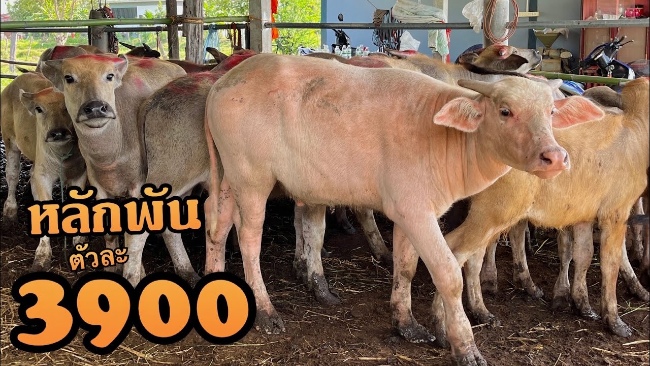 มาอีกแล้วของดีราคาหลักพัน‼️ควายน้อยเกิดจากแม่ใหญ่สายเลือดดีๆ เริ่มต้น3,900สนใจโทร 080-416-5169คูรต้น