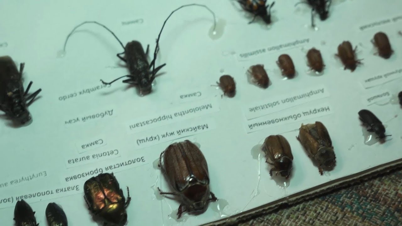 Коллекция насекомых