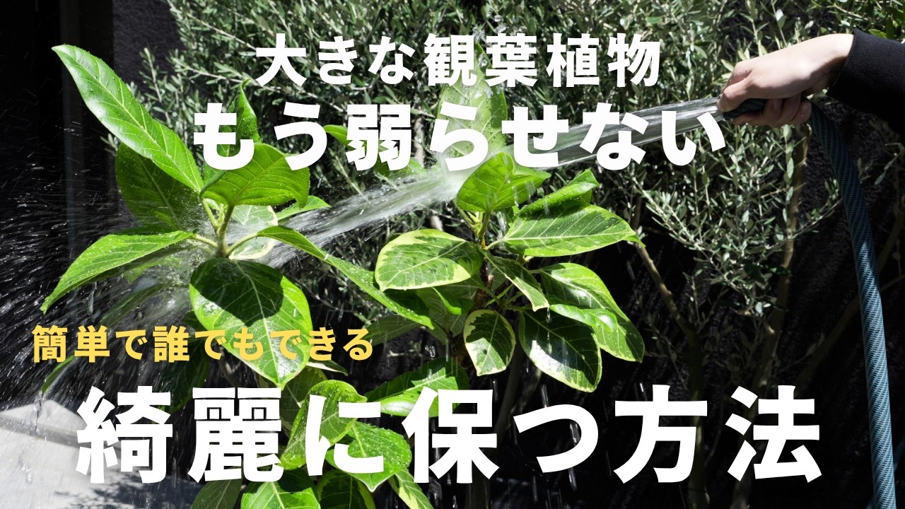 【絶対にやってほしい】月に1回！大きな観葉植物をいつまでも綺麗に保つ管理5選！