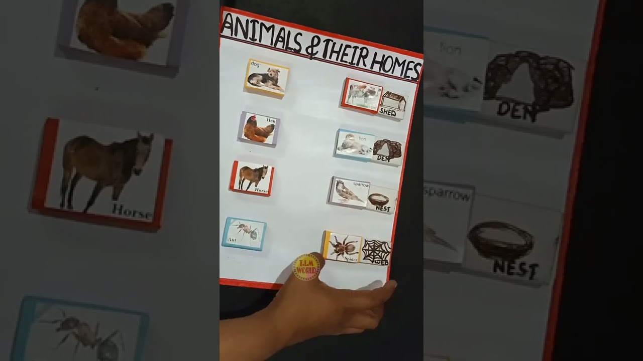 Animals homes, tlm, evs tlm, tlm for primary school, Animal homes project#shorts