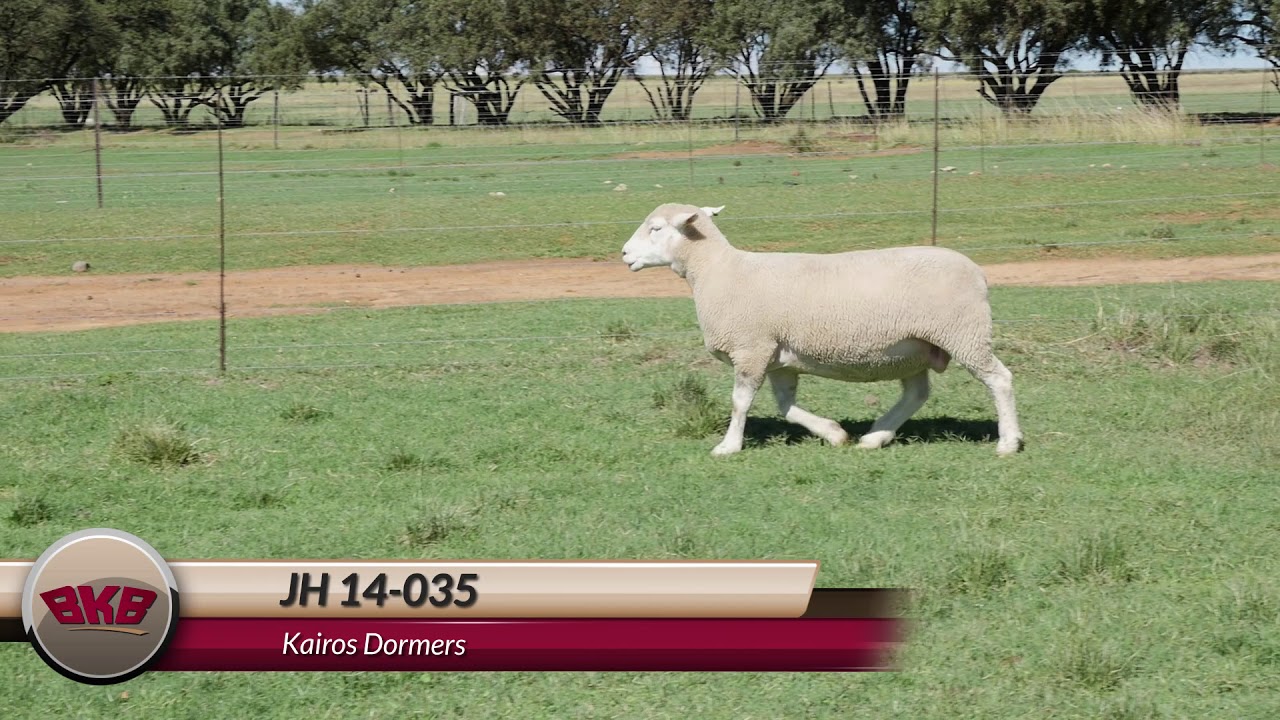 Kairos Dormers | Pre veiling lotte