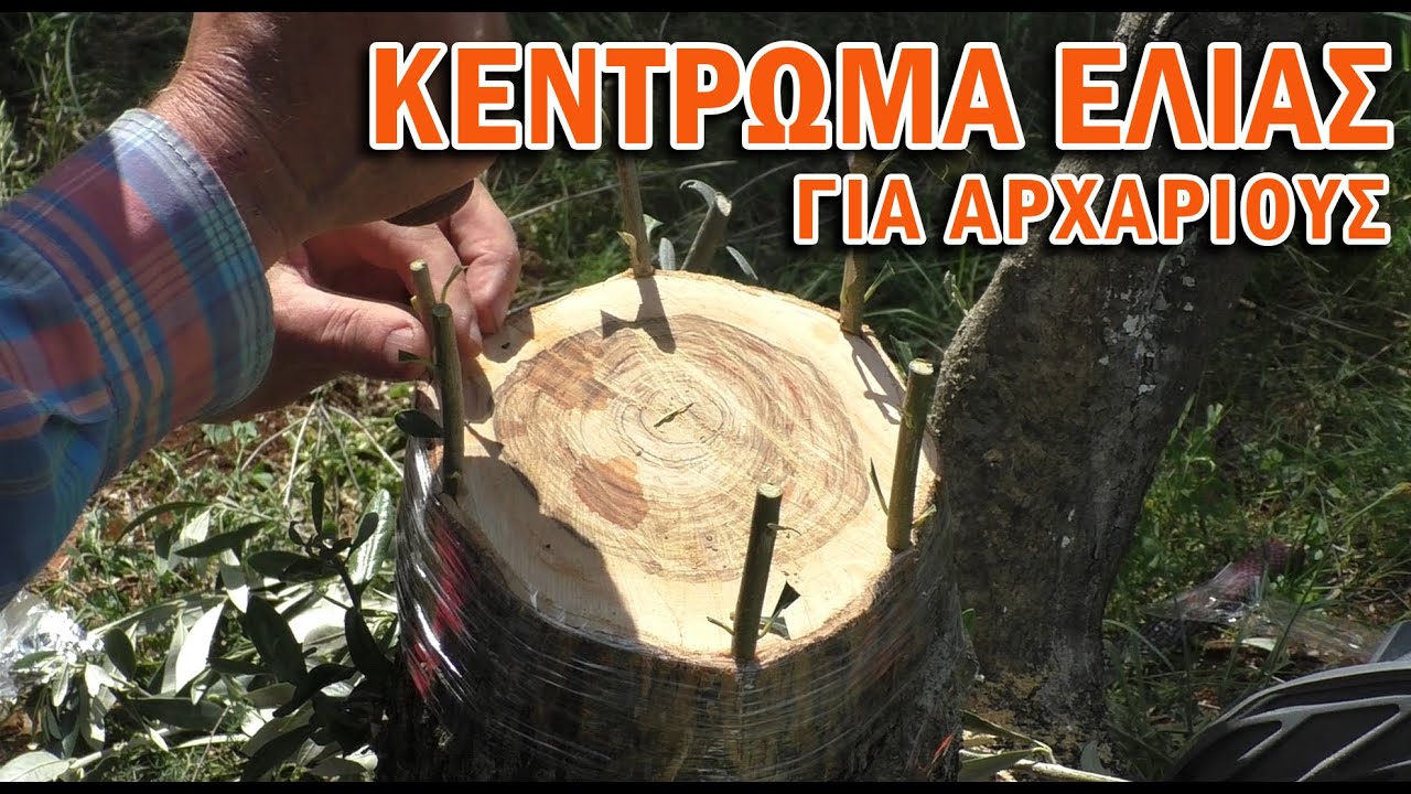 ΚΕΝΤΡΩΜΑ ΕΛΙΑΣ ΓΙΑ ΑΡΧΑΡΙΟΥΣ