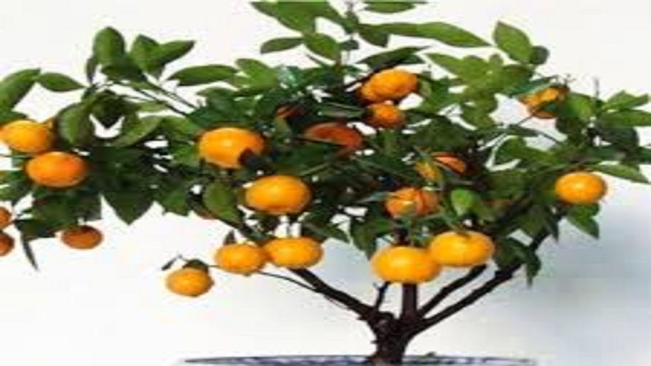 تقزيم (تصغير حجم)اشجارالفاكهه ...زراعة اسطح