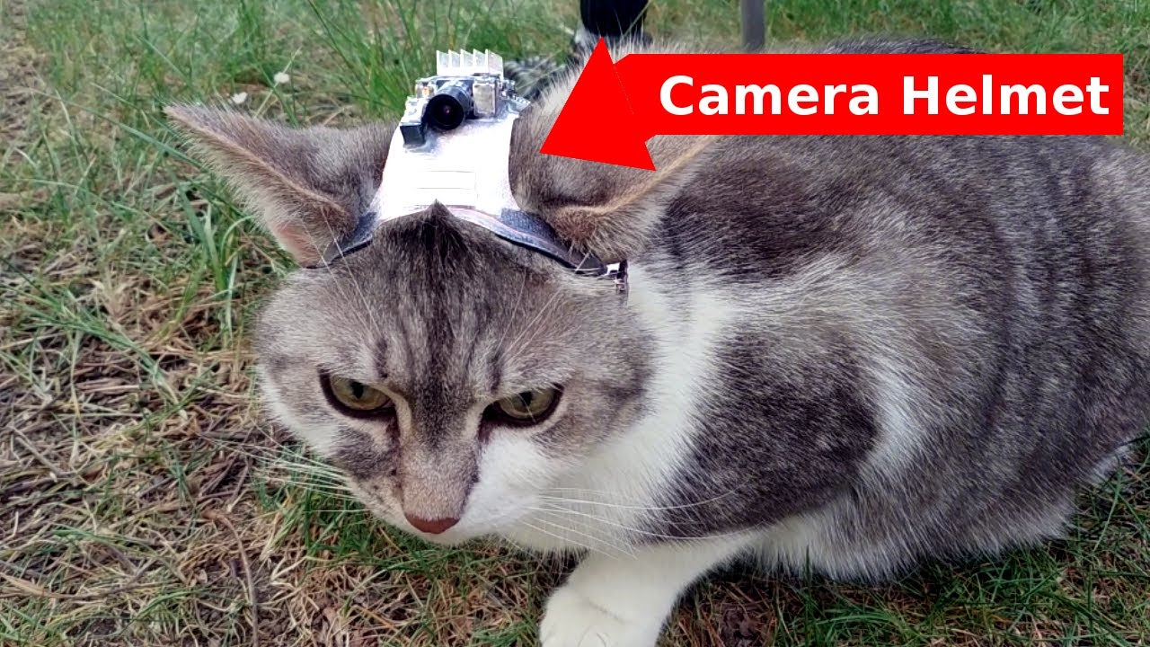 POV Cat Camera Helmet