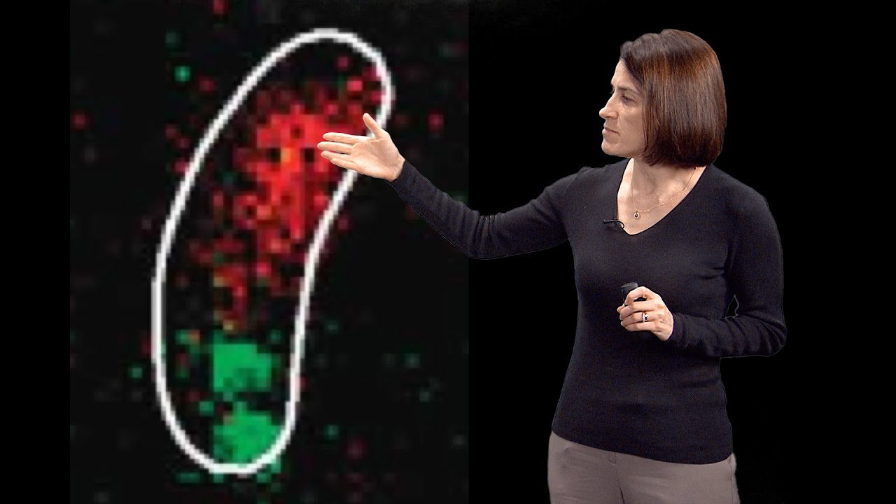Christine Jacobs-Wagner (Yale, HHMI) 2: DNA segregation & active intracellular transport in bacteria