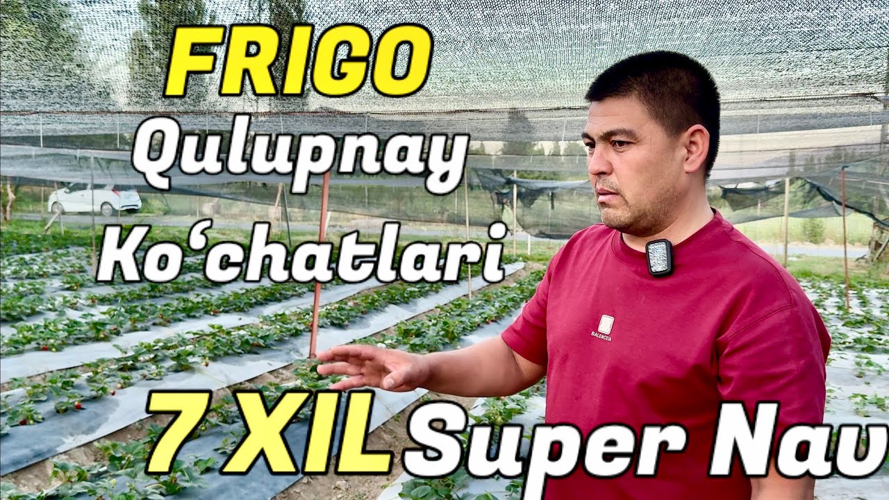 Frigo Qulupnay Ko‘chatlari O‘zbekistonda — Bekzod Aka Tajribasi