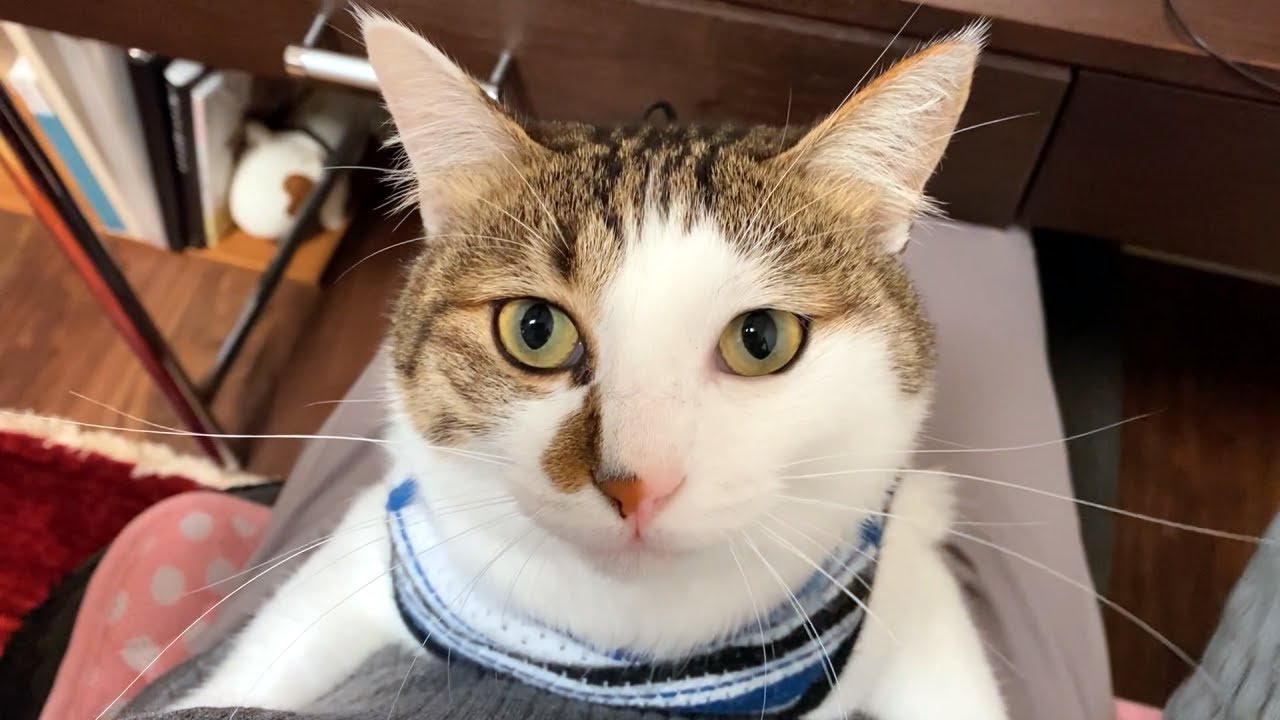 テレワーク中、猫に抱っこをずっと要求されて仕事がすすみません（可愛すぎて）