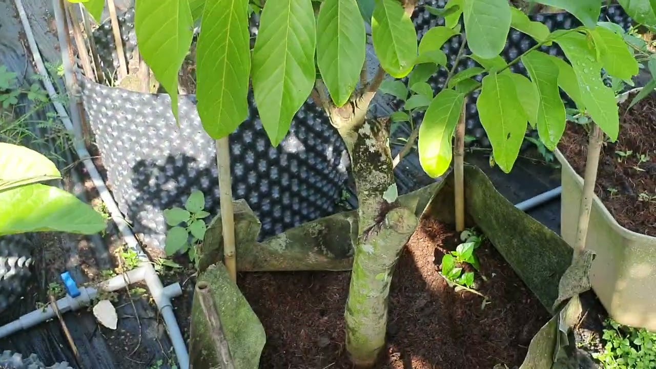 shop dâu tây câng thơ , 0932956368 em thủy , hương thảo thân gỗ , bí sợi , sim rừng , táo tàu